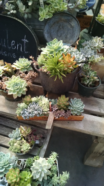 Succulent Gardens Plant