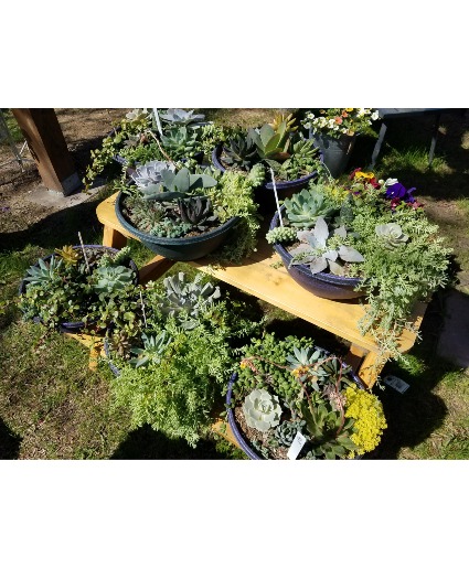 Succulent Gardens Succulents