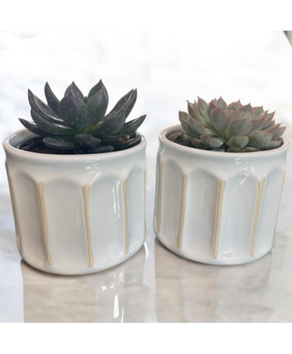 Succulent in Ruffled Stoneware Plant