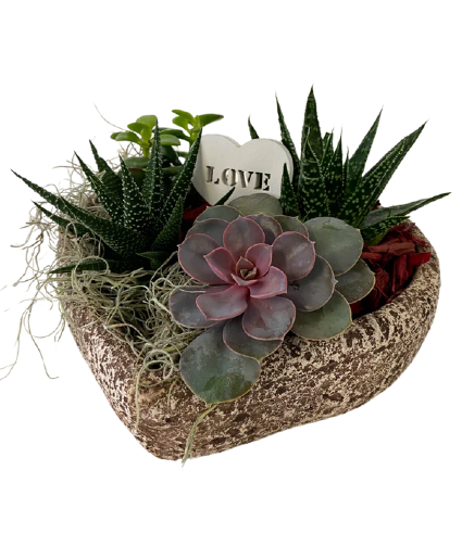 Succulent Lover 