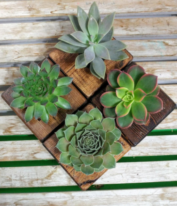 Succulent of the Month Club Plant Subscription in Barre, VT | Forget Me Not Flowers and Gifts LLC