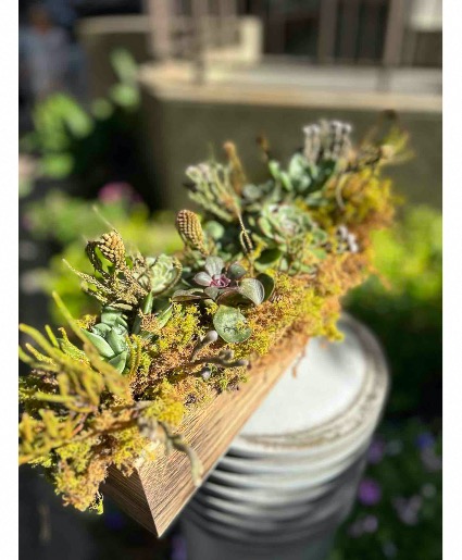 Succulent Party 
