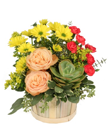 Succulent Peach Basket Arrangement in Fitchburg, MA | LAST MINUTE GIFTS & FLOWERS