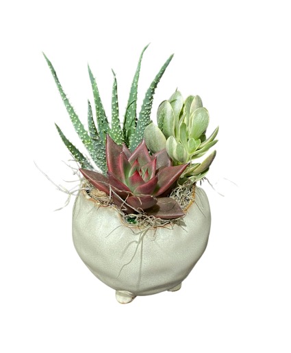 Succulent Pedestal planter Plants