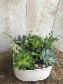 Succulent Planter 
