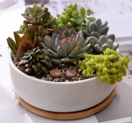 Succulent Planter  