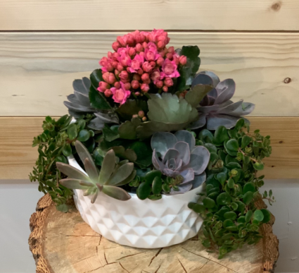 Succulent Planter 