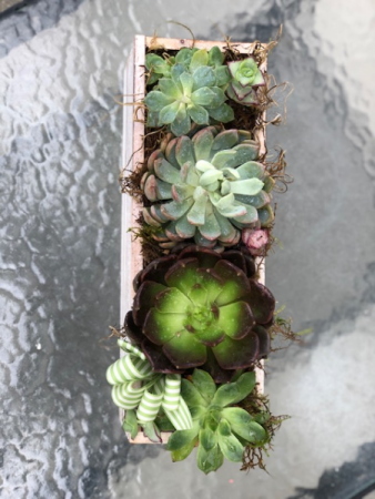 Succulent Planter box 