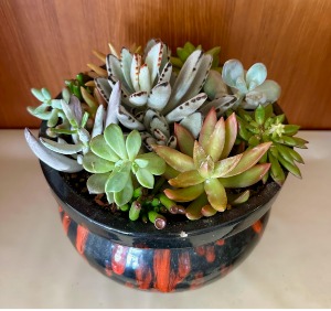 Succulent Planter Live plants