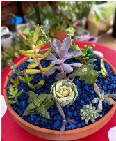 Succulent planter  Various Succulents 