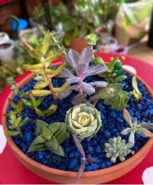 Succulent planter  Various Succulents 