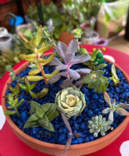Succulent planter  Various Succulents 