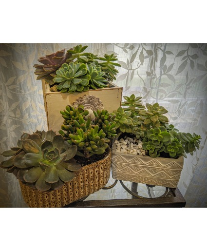 Succulent Planters