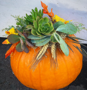 Succulent Pumpkin 