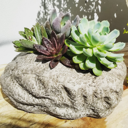 Succulent Rock Garden 