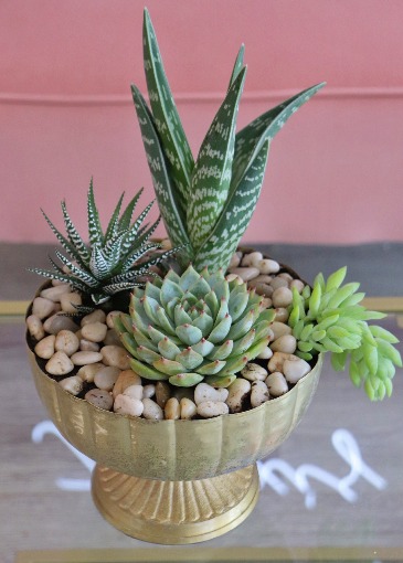 Succulent Satisfaction Planter Garden  in Trenton, ON | Designs by Alexis Rose