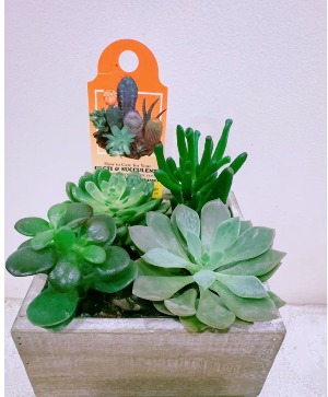 Succulent Serenity Box Plant