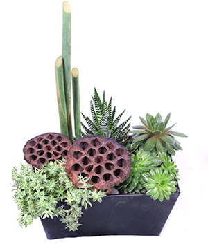 Succulent Surprise Succulent Planter