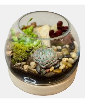 Succulent Terrarium Plant