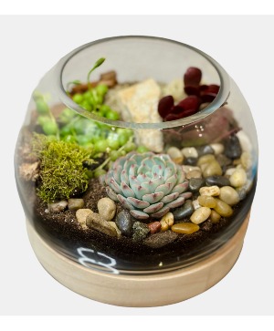Succulent Terrarium Plant