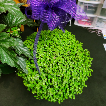 Succulent Vine Hanging Basket