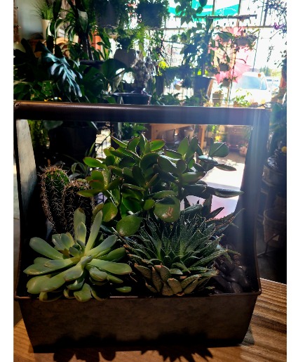 Succulent/Cactus Planters  