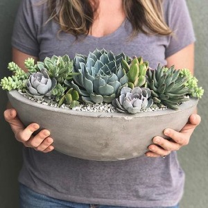 Succulents Forever  