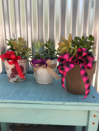 Succulents in Pot Mother’s Day succulents 