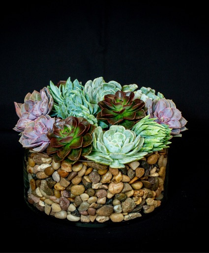 Succulents  in Rocks 
