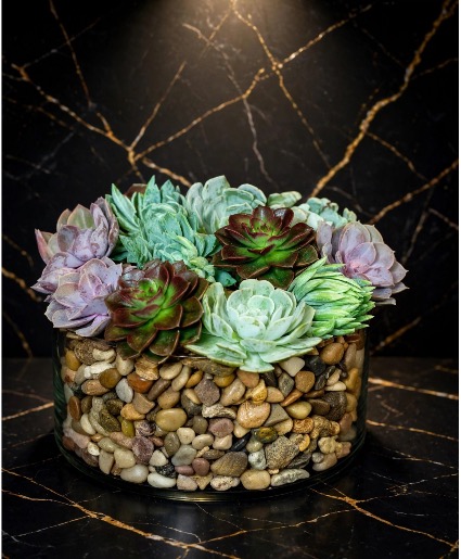 Succulents  in Rocks 
