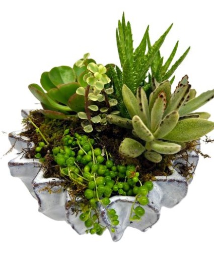 Succulents in Sea Urchin Bowl 