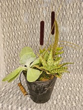 Succulents in Tin Pail 