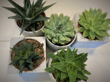 Succulents Plant