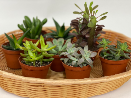 Succulents Plant