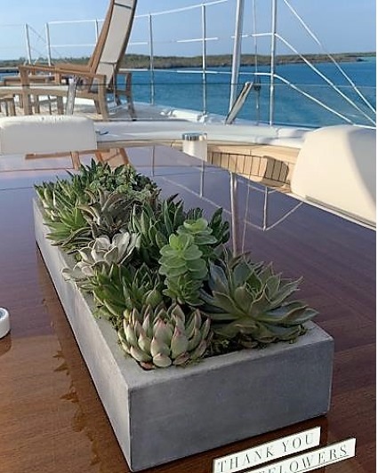 Succulents Sublime 