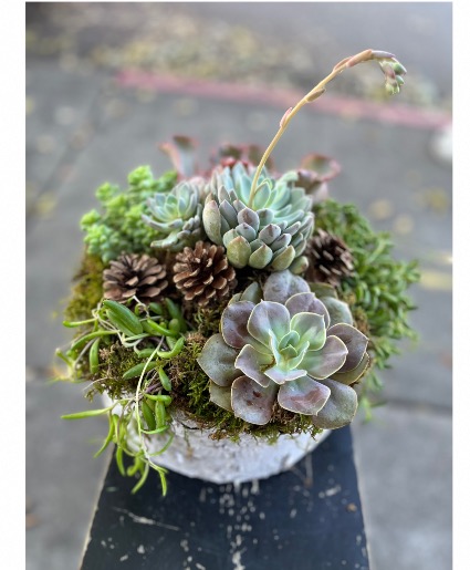 Succulent Garden in a Birch pot (Advance order only)