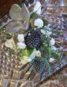 Suculent/Thistle  
