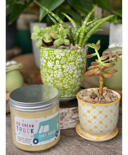 Summer Doesn't Succ with an Ice Cream Truck Plant Bundle