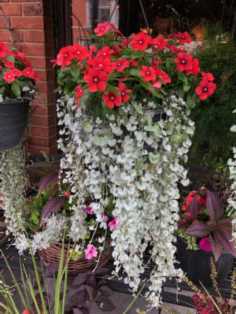 Silver Falls Summer Hanging Basket in Westerville, OH - TALBOTT'S FLOWERS