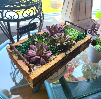 Sumpervivum Terrarium  special