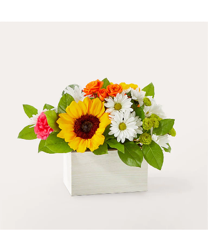 Sun-drenched Blooms Box M3S Bouquet