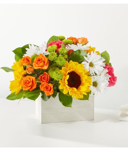 Sun-drenched box 