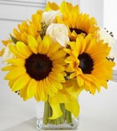 Sun Flowers 