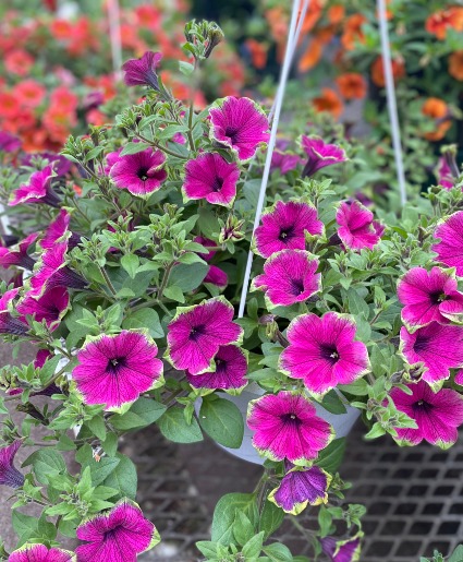 Sun Hanging Basket 