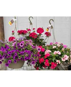 Mixed Hanging Basket- Sunny 1 for $35, 2 for $60