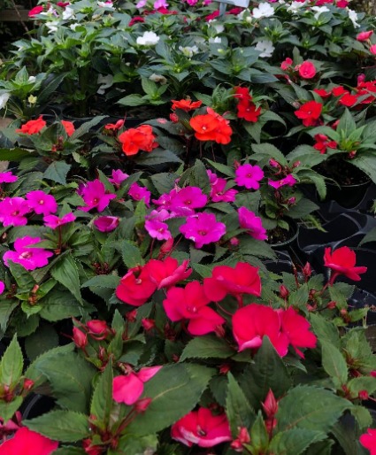 Sun Impatiens Greenhouse