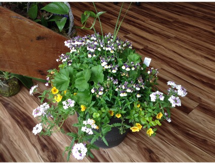 Sun Planters  Outdoor Sun Planter Mixed Colors