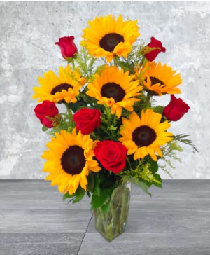 Sun Roses 