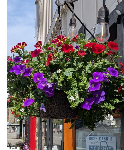 Sunbaskets House Plant
