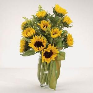 Sunflower Fields 
